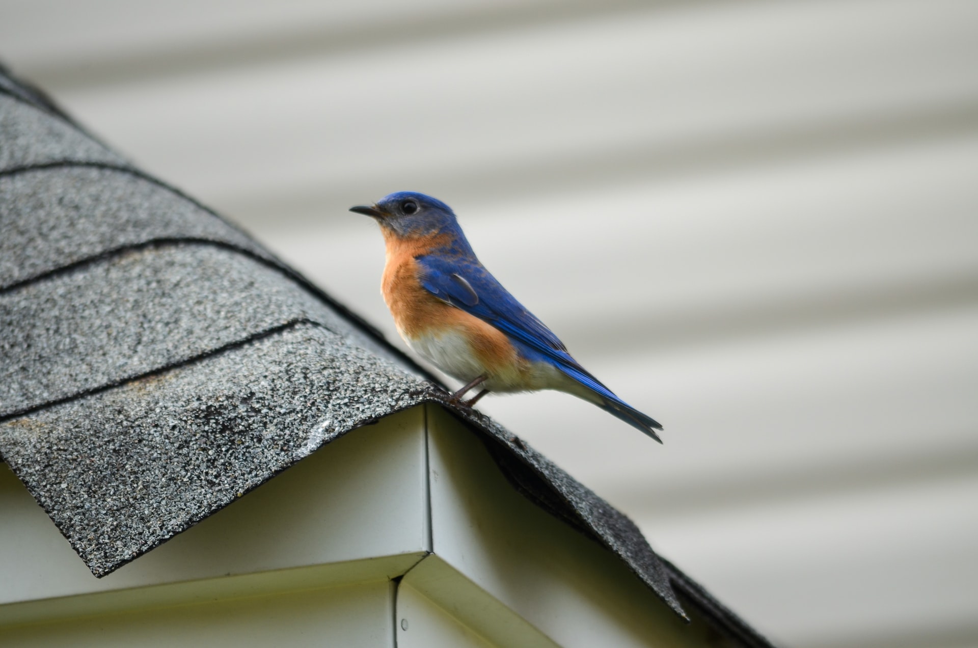A blue and orange bird on a roof