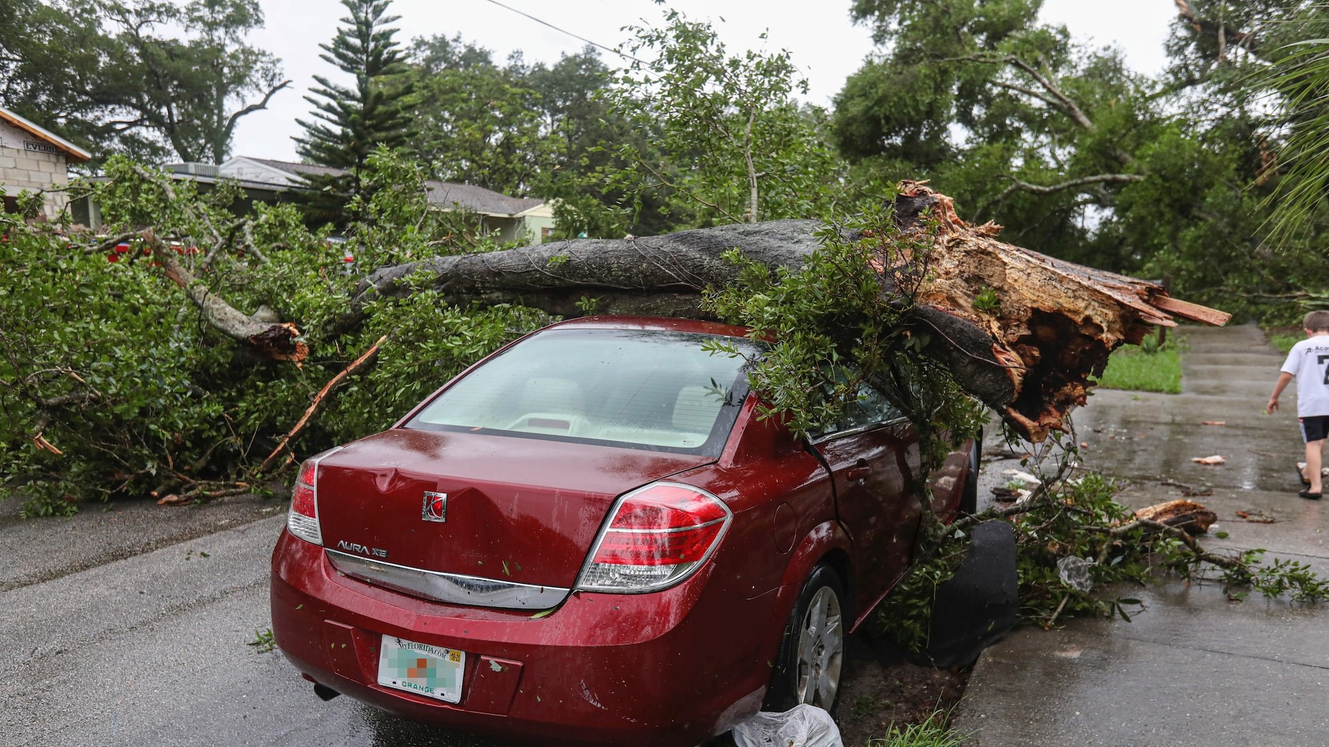 A car crushed by a fallen tree.