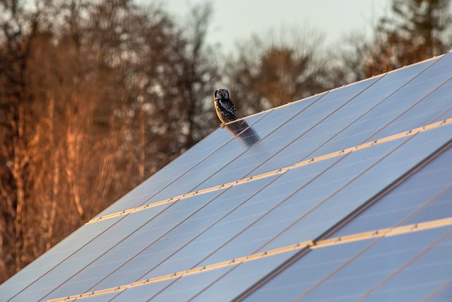 Owl on solar panels.